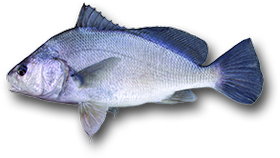 Freshwater Drum