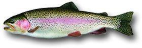 Rainbow Trout