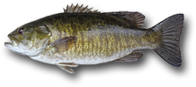 Smallmouth Bass