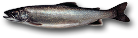 Splake