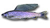 Arctic Grayling
