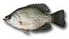 Black Crappie
