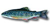 Brook Trout