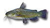 Bullhead