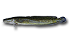 Burbot