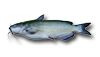 Channel Catfish