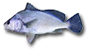 Freshwater Drum