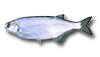Goldeye