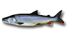 Lake Trout