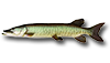 Muskellunge
