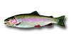 Rainbow Trout
