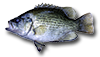 Rock Bass
