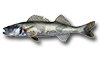 Sauger