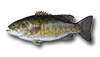 Smallmouth Bass