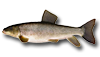 Sucker