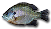 Sunfish