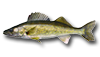 Walleye
