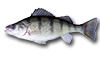 Yellow Perch