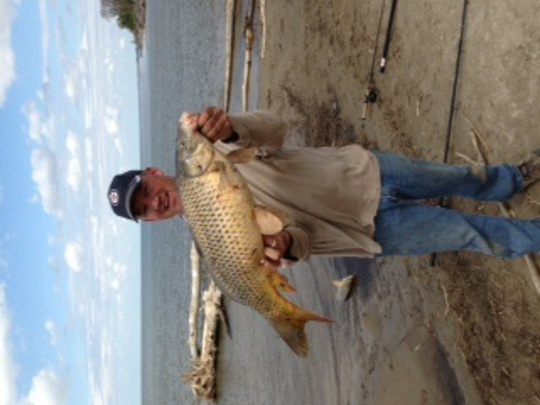 Common Carp