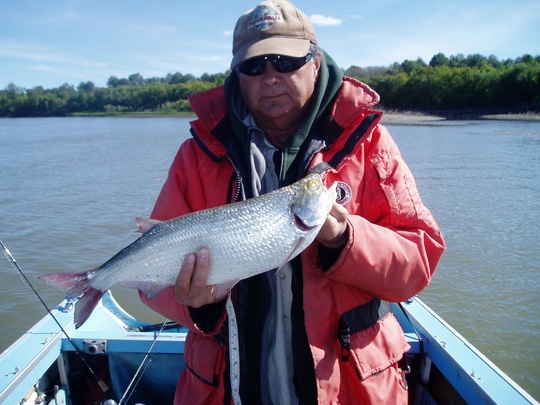 Goldeye