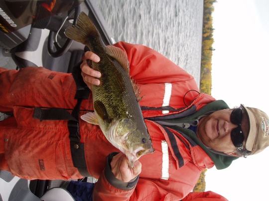 Largemouth Bass