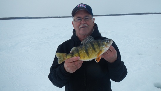 Yellow Perch