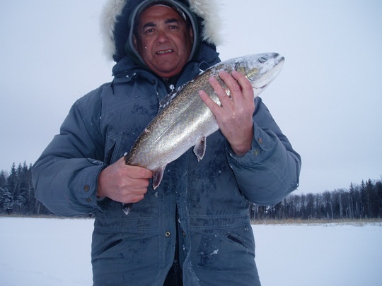 Tiger Trout