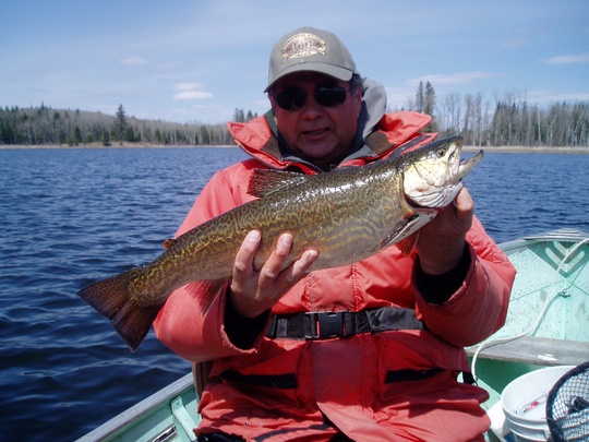 Tiger Trout