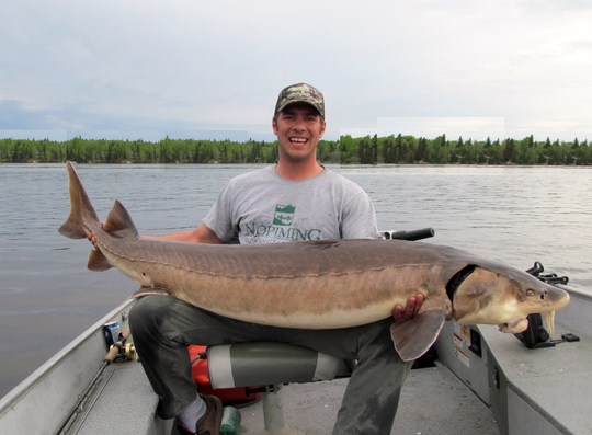 Lake Sturgeon