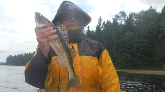 Sauger