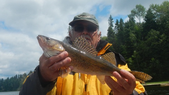 Sauger