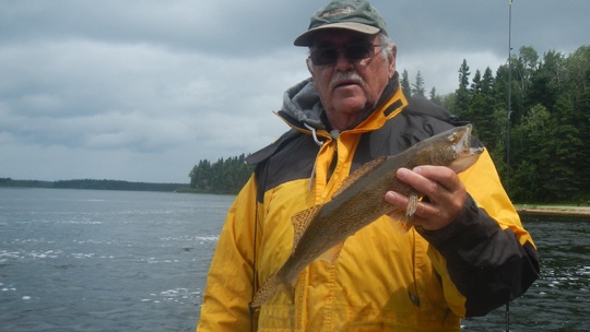 Sauger