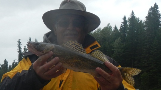 Sauger