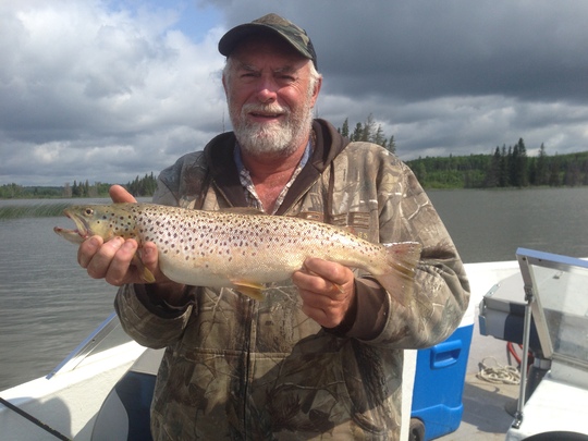 Brown Trout