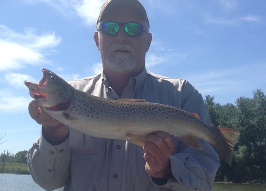 Brown Trout
