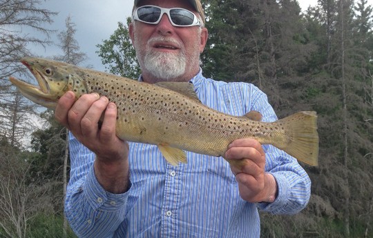 Brown Trout