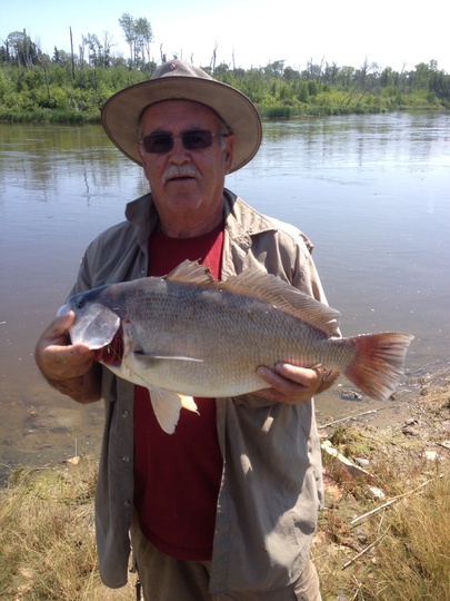 Freshwater Drum