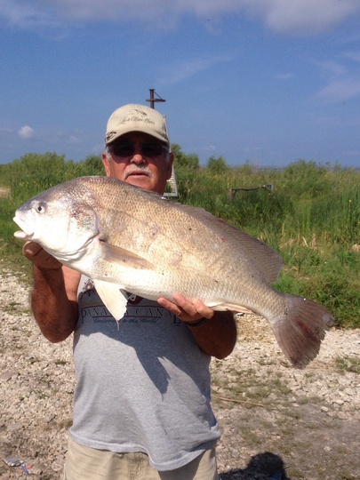 Freshwater Drum