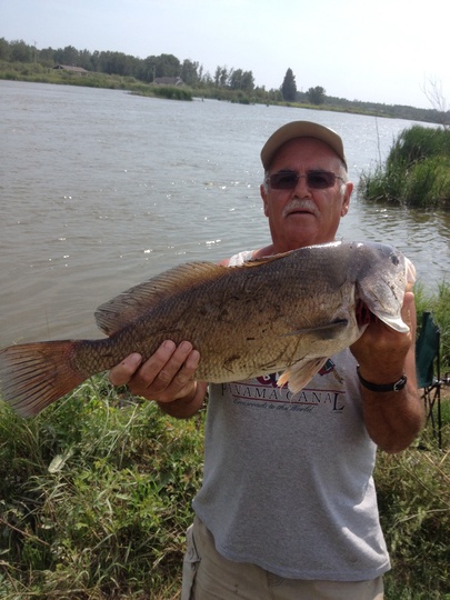 Freshwater Drum