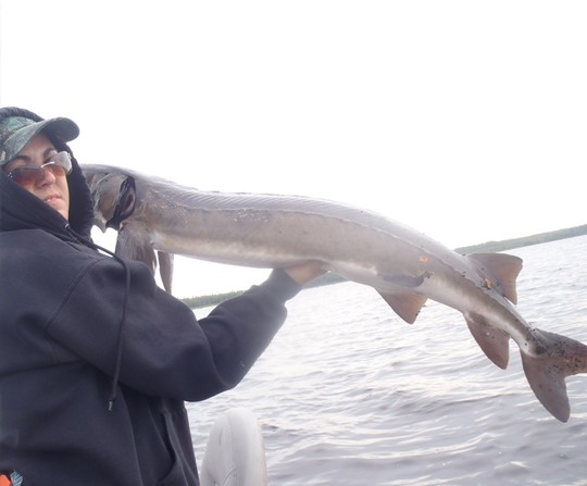 Lake Sturgeon