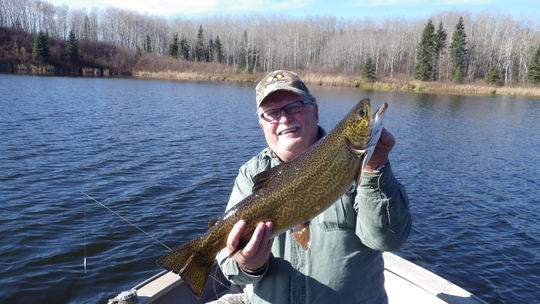 Tiger Trout