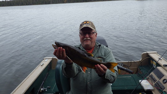 Brook Trout
