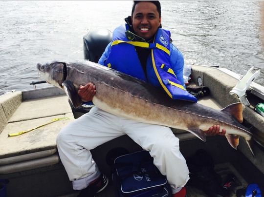 Lake Sturgeon