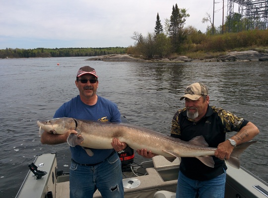 Lake Sturgeon