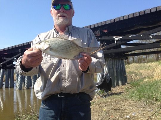 White Bass