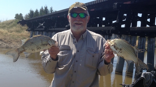 White Bass