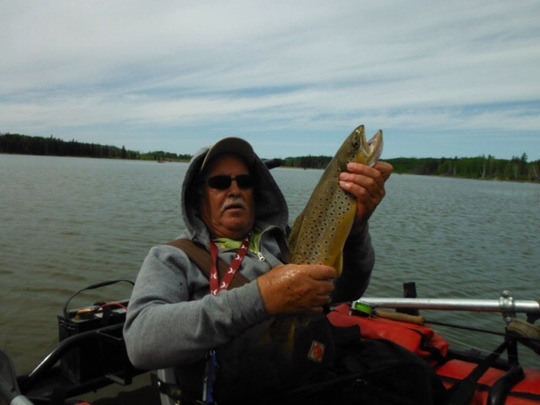 Brown Trout