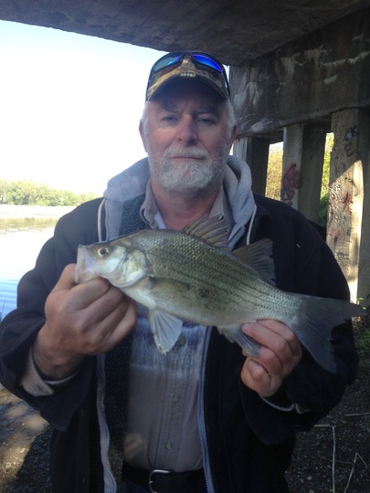 White Bass