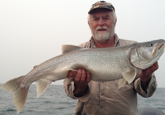 Lake Trout
