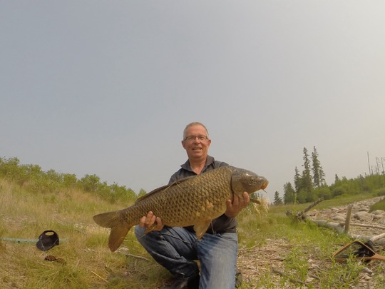 Common Carp